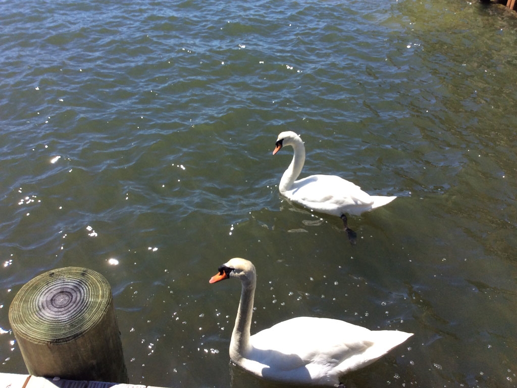 Swans