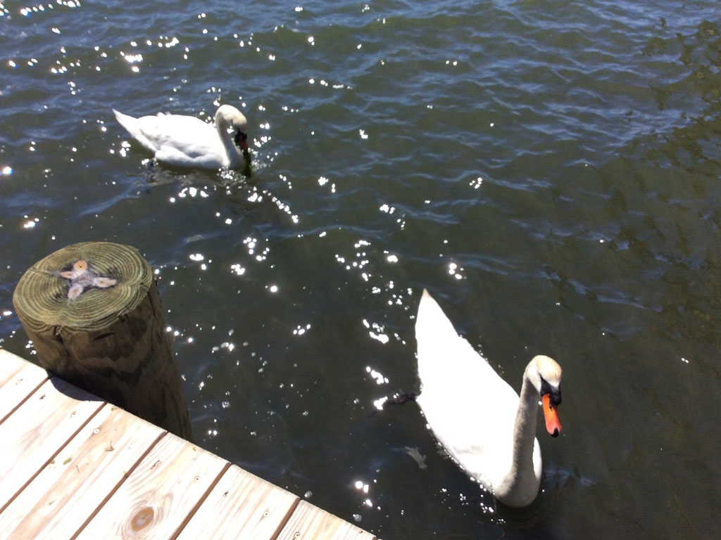 Swans
