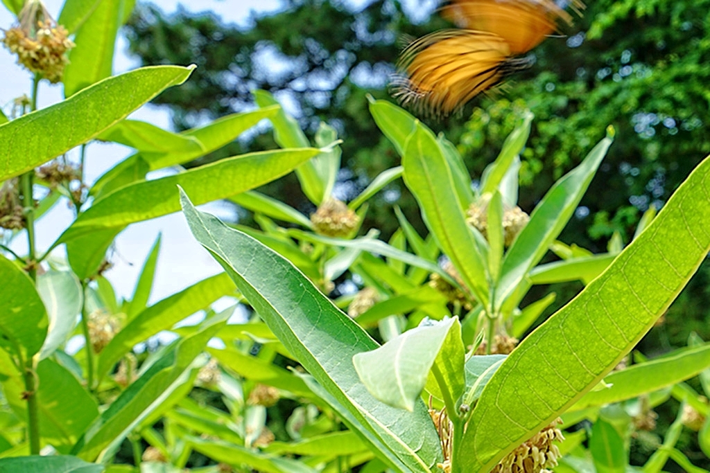 Monarch Butterfly in Garden